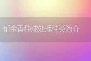 郁金香种球处理种类简介