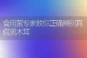 食用菌专家教你正确辨别真假黑木耳