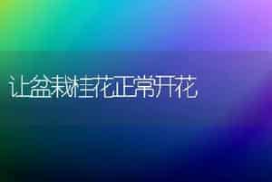 让盆栽桂花正常开花