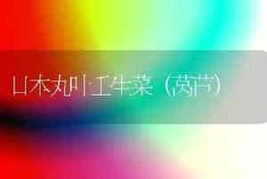 日本丸叶壬生菜（莴苣）