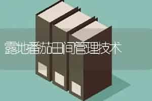 露地番茄田间管理技术