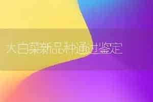 大白菜新品种通过鉴定