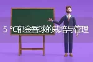 5℃郁金香球的栽培与管理