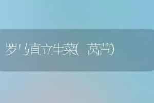罗马直立生菜(莴苣)