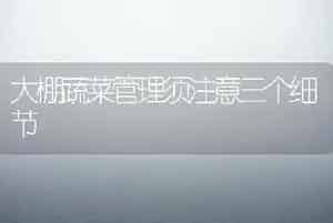 郁金香常规栽培