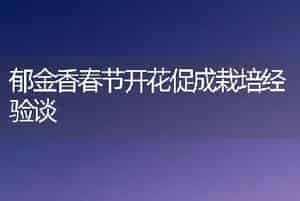 郁金香春节开花促成栽培经验谈