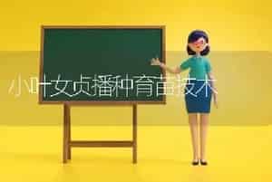 小叶女贞播种育苗技术
