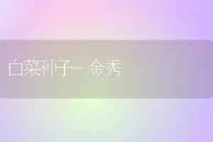 白菜种子-金秀