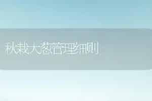 秋栽大葱管理细则