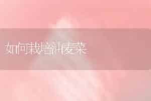 荷花的栽培技巧