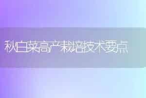 秋白菜高产栽培技术要点