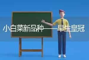小白菜新品种——早生皇冠