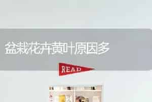 桂花的生长发育与圃地整形-园林工程苗木种植技术