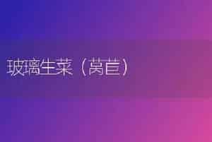 玻璃生菜（莴苣）