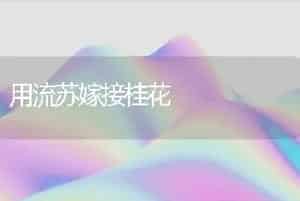 用流苏嫁接桂花