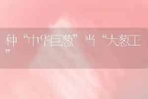 种“中华巨葱”当“大葱王”