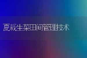 夏栽生菜田间管理技术