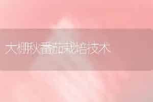 大棚秋番茄栽培技术