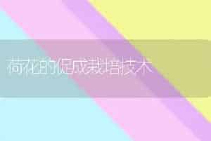 荷花的促成栽培技术
