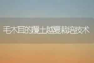 毛木耳的覆土越夏栽培技术