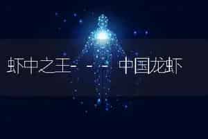 虾中之王---中国龙虾