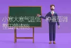 小寒大寒气温低 种番茄调整田管措施
