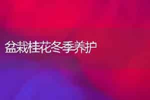 盆栽桂花冬季养护