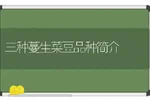 三种蔓生菜豆品种简介