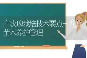 白玫瑰栽培技术要点-花卉苗木养护管理