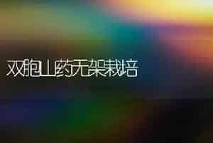 大葱新秀---磐石巨葱