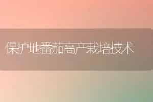 保护地番茄高产栽培技术