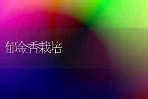 郁金香栽培