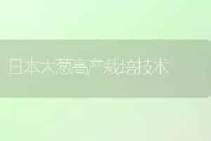 日本大葱高产栽培技术