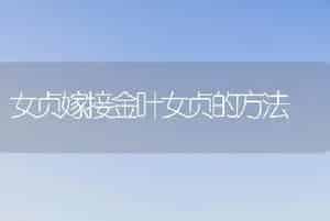 女贞嫁接金叶女贞的方法