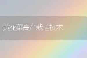 黄花菜高产栽培技术