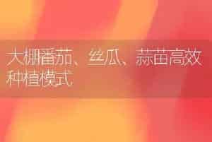 大棚番茄、丝瓜、蒜苗高效种植模式