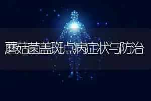 9℃郁金香春节开花栽培方法