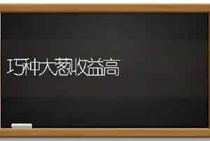 巧种大葱收益高