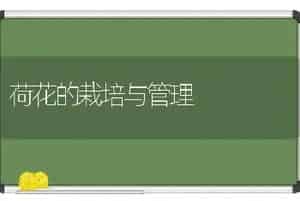 荷花的栽培与管理