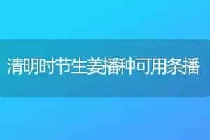 大葱切叶定植效果好