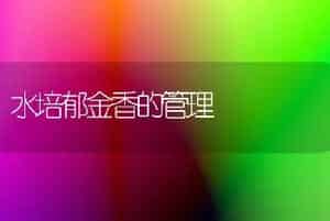 水培郁金香的管理