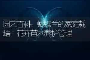 虎尾兰图片|虎皮兰的养殖方法|虎尾兰的种植技术|虎皮兰怎么养