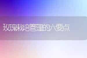 玫瑰栽培管理的六要点