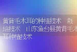 黄背毛木耳的种植技术 栽培技术 山东鱼台县黄背毛木耳种植技术