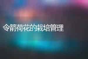 令箭荷花的栽培管理