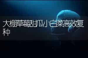 大棚草莓甜瓜小白菜高效复种