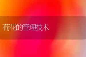 荷花的管理技术