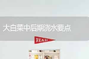 大白菜中后期浇水要点