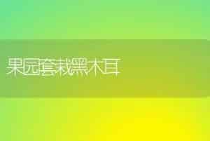 果园套栽黑木耳