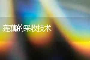 极早熟杏李---风味玫瑰